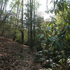 Rough Trail - 3